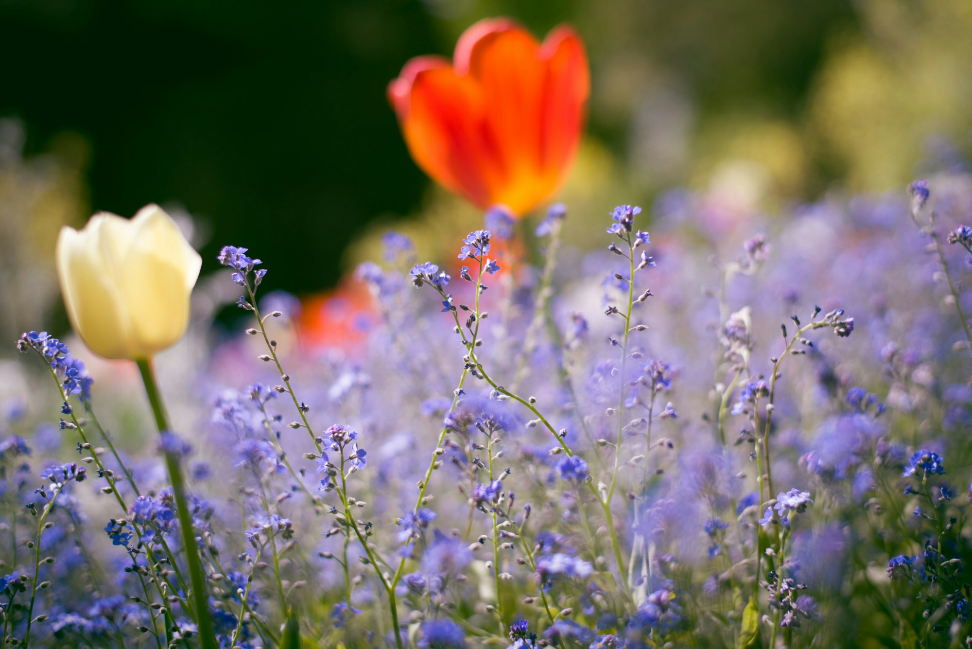 Champ de tulipes et myosotis, ambiance printanière